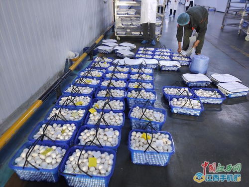 江西中田投資12億工廠化生產有機蘑菇，開啟現代農業新篇章